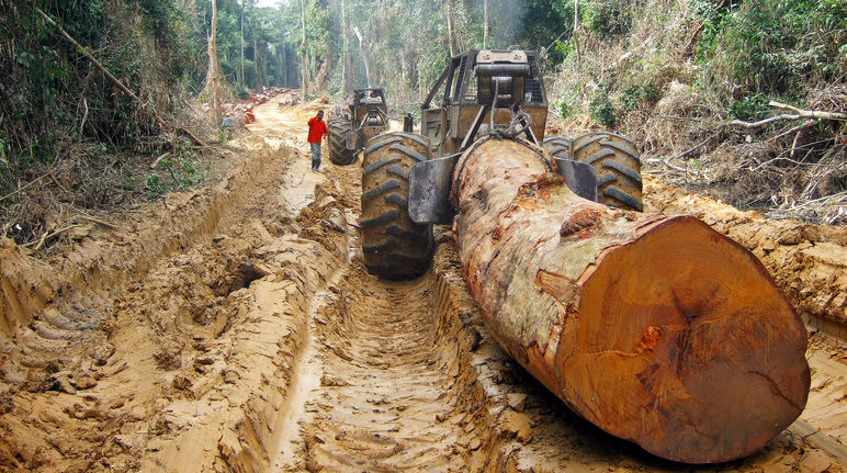 Bassin du Congo : une ONG accuse une entreprise de transporter du bois illégalement