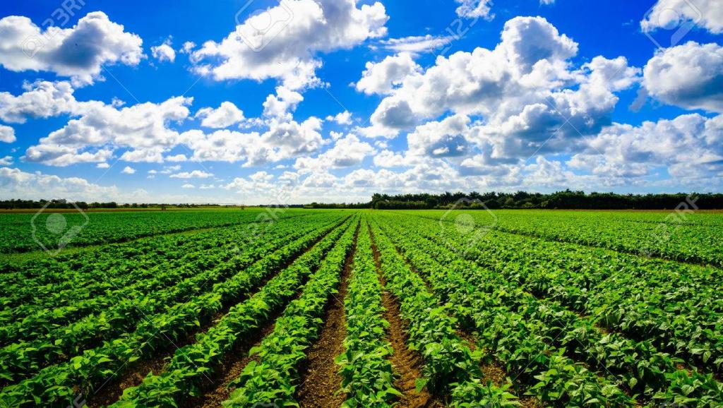 Présentation du Plan National d’Investissement Agricole (PNIA) de la RDC, avec le soutien de la FAO